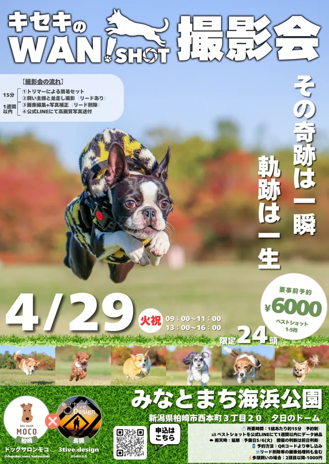 柏崎で犬撮影会🐶プロカメラマンによるワンちゃん撮影会【4/29】